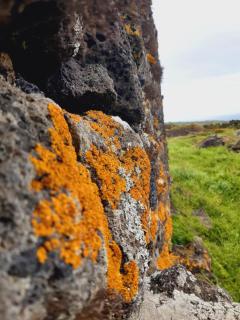 O Pomar do Gasparinho - Santa Cruz da Graciosa - 1