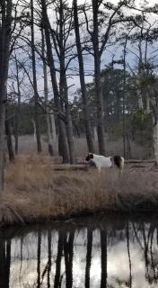 Chincoteague - 9