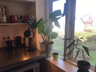 Angelica Guesthouse - Reykjavik - 6