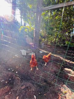 modern appartement with private garden & shared pool - Seignosse - 9