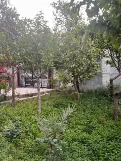 Salem Ayyash House - Ajloun - 8