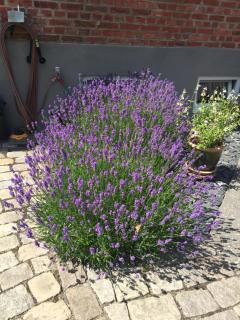 Fingal 9 studio apartments - 7