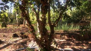 Sitio DusCosso - Bofete - 9