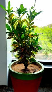 Hotel Season - Ahmedabad - 4