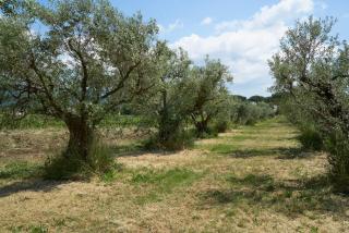 Villa Cavalletti Camere - Grottaferrata - 1