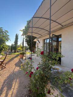 Brin d'Olivier en Luberon - Gargas - 0