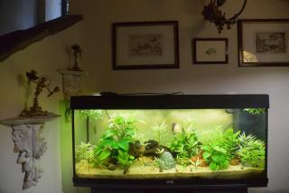 Dimora degli ulivi - Florence - 3