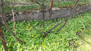 Bogi vendégház - 2