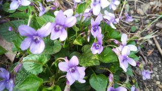 Bogi vendégház - 3