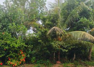 Dwaraka Nature Home Stay - Mysore - 8