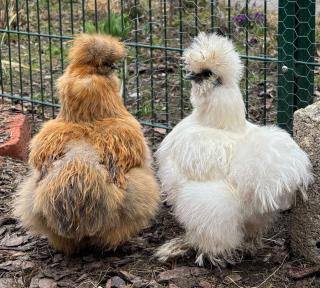 Fuchsbauerhof - Ferienwohnung -  - 2