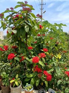 Dwaraka Nature Home Stay - Mysore - 8