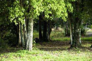 Historic One-Room Cabin near Ocala National Forest in Central Florida - 2