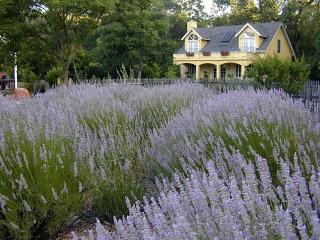 Romantic Getaway Cabin with a Pool and a Hot Tub in the Heart of Sonoma, California - Glen Ellen - 0