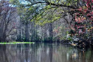 Unique Glamping Rental with Amazing Hiking Trails near Gainesville, Florida - - 1