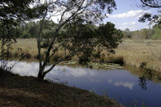 Secluded Cabin near Ocala National Forest in Central Florida - - 5