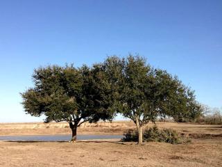 Secluded Group Cabin on Fun Ranch near Gonzales, Texas - Gonzales - 9