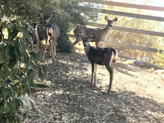 Homey Luxury Camping Rental for Seven near Bakersfield, California - Kernville - 1