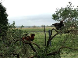 Countryside Cabin Getaway on Picturesque Ranch near San Antonio, Texas - Floresville - 1