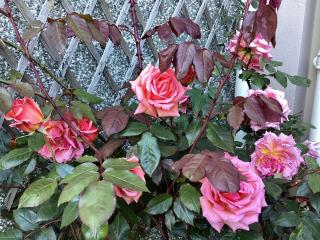 Bryn Guest House - Conwy - 2