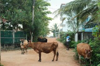 Koala Backpackers - Trincomalee - 3