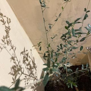 Casa Ru-Hè Mèrida - 6