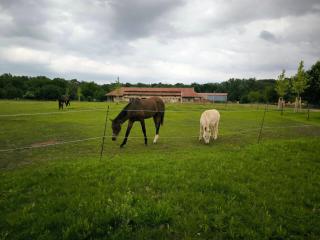 Zoofarma Penzion Konírna - - 0