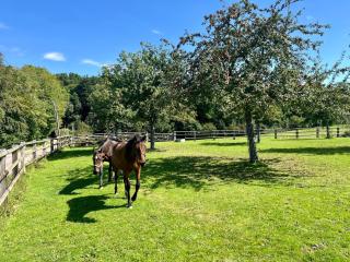 Véritable chaumière Normande familiale proche bourg - Sauna - Fitness - Le Breuil-en-Auge - 5