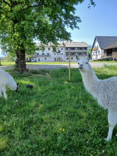 Hotel Fuchs & Hase SELF CHECK IN - Rosegg - 9
