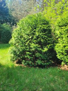 Bukowinka - dom pod lasem - 2