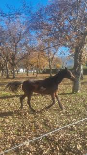 Quinta exclusiva - Ponte de Lima - Ponte de Lima - 5