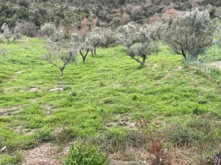 Podere Buriano, Villa with Swimmingpool - 3