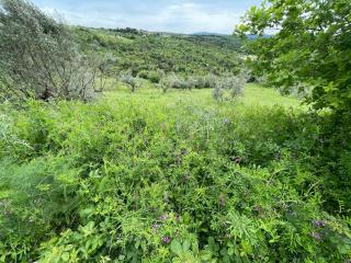 Podere Buriano - Monterotondo - 8