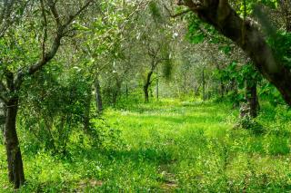 Il Nido di Erin - 2