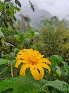 Arum Bromo Villas - Ngadisari - 8