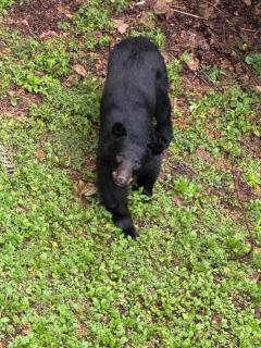 Little Bear Paws - Sevierville - 1