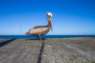 Pirate Queens - Kure Beach - 9