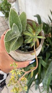 Petit Bijoux - Carrara - 1