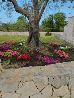I Trulli di Nonna Cosima - Santa Lucia - 3
