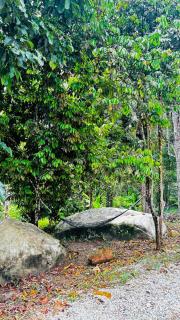 OYO 91157 Jerai Nature Glamping - - 3