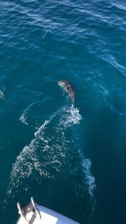 Dive Art Oman - Ma‘ābīlah - 1