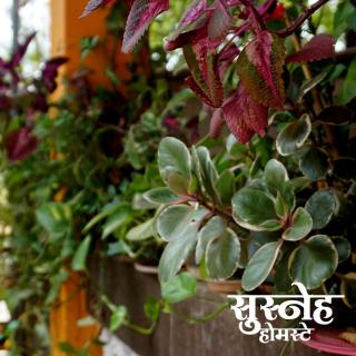 Nature Touch Susneh Homestay - - 3