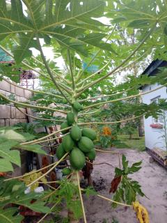 Tumelo Foundation Farms - Mongu - 2