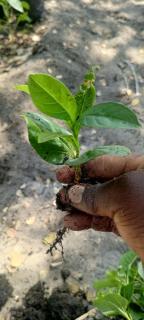 Holywood - Mongu - 2