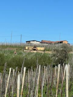 Glamping Altare in the vineyards - Dogliani - 5