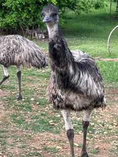 Zoofarma Penzion Konírna - - 2