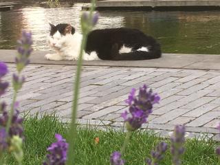 Gardenhouse with private jacuzzi & private sauna - 5