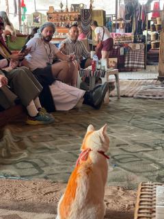 My X wadirum - Wadi Rum - 5