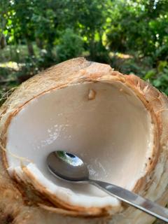 Amazonian Oropéndola & Tambopata - Tambopata - 6