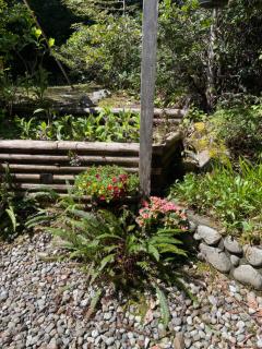 Cobble Wood and Bird Sanctuary Guest Houses - Tofino - 5